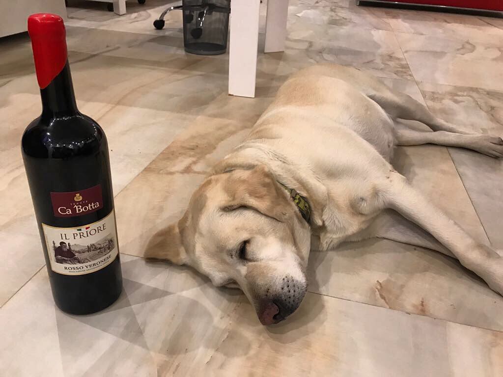“I think the best for relaxing is Il Priore Ca’Botta” Draga 
You can’t make wine without a dog ;)
