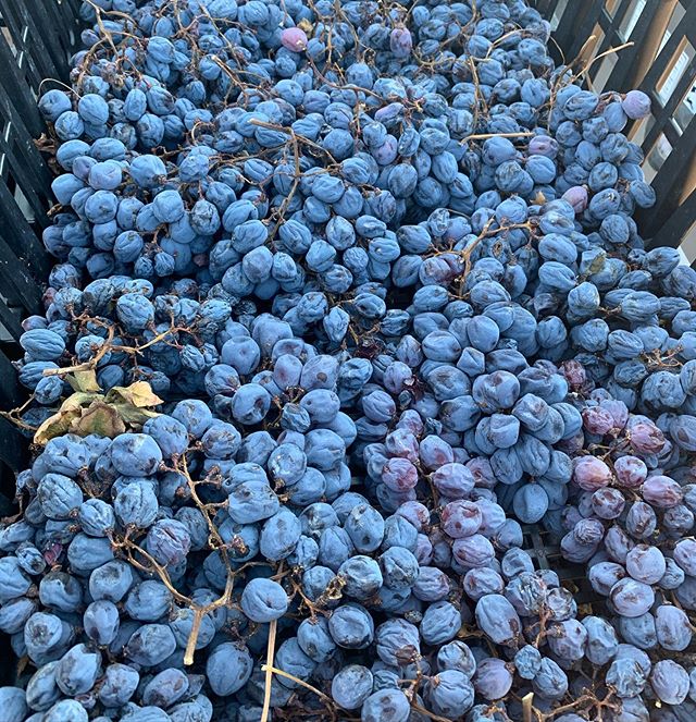#Corvinone grapes ? for #Amarone #Cajo’ #cabotta