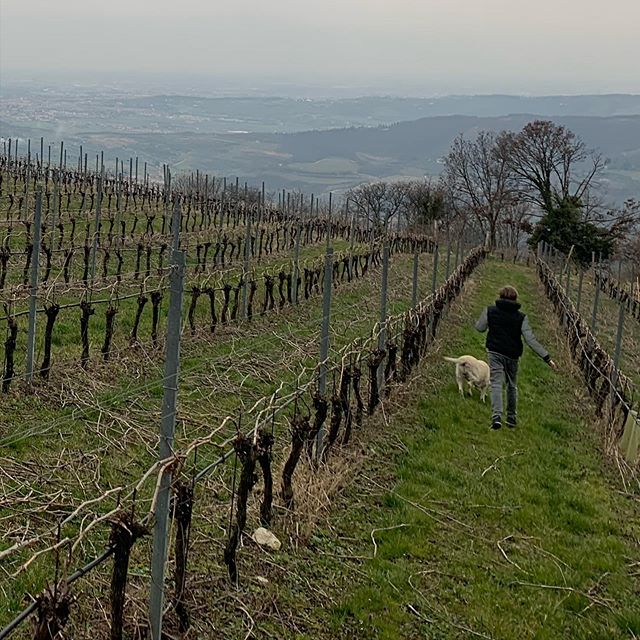 Go Downhill #Cabotta #vineyards